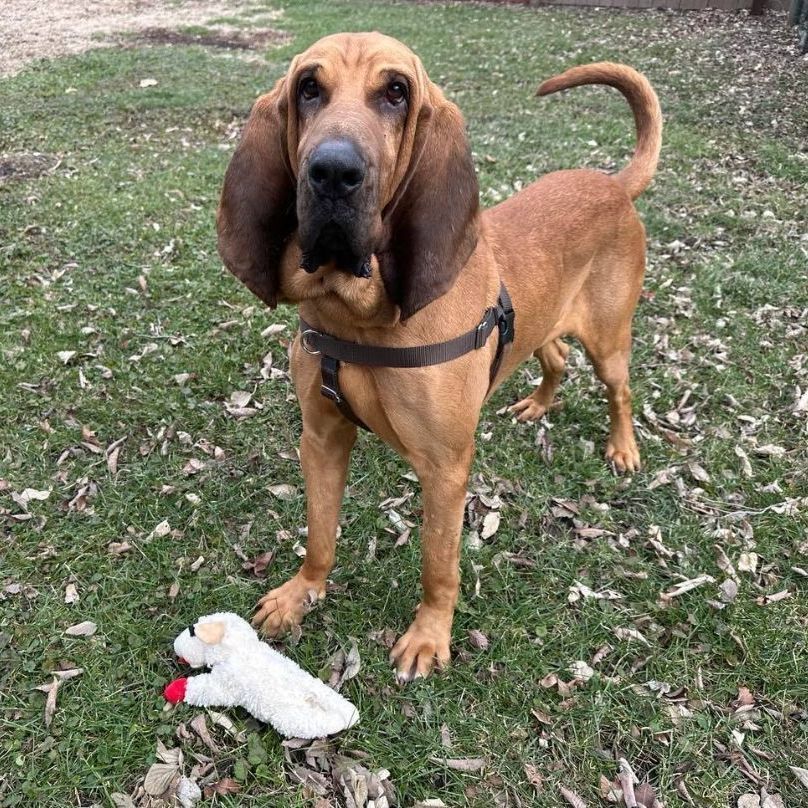 Harlan Biggs, an adoptable Bloodhound in Des Moines, IA, 50315 | Photo Image 2