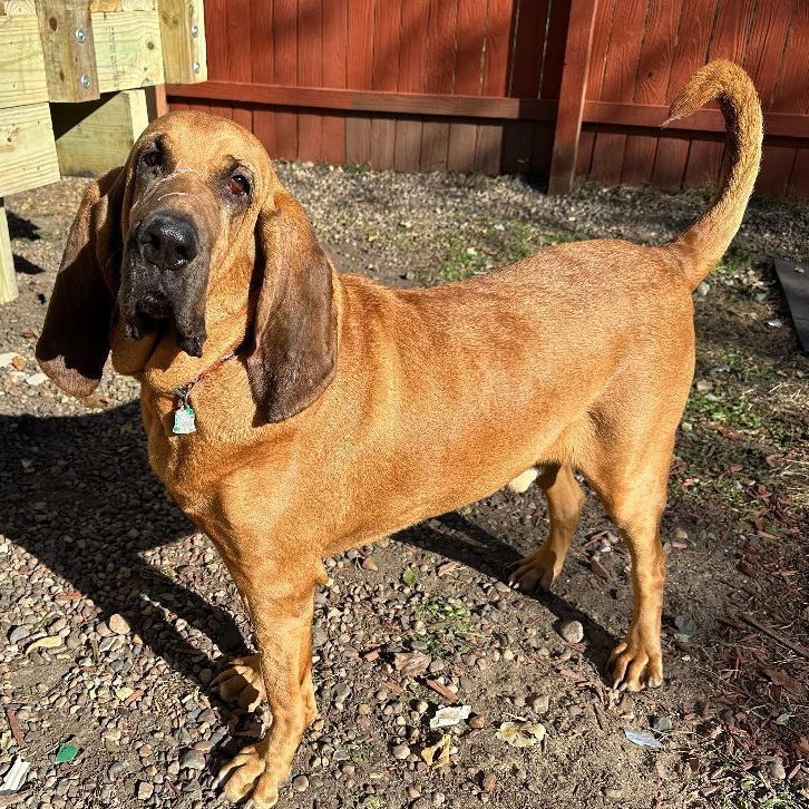 Harlan Biggs, an adoptable Bloodhound in Des Moines, IA, 50315 | Photo Image 4
