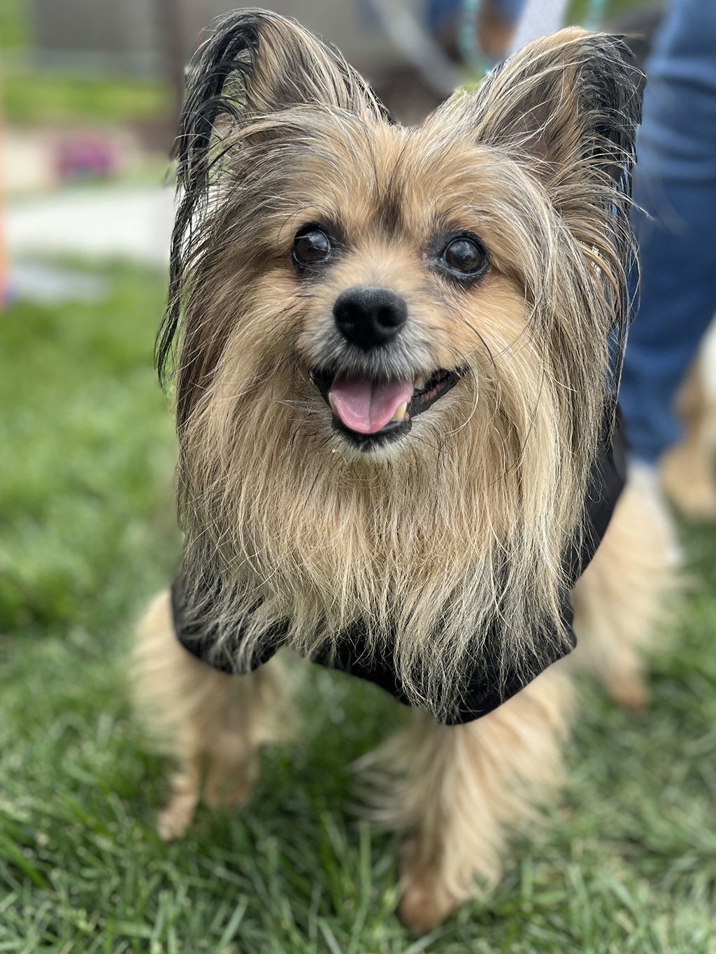 Hayden, an adoptable Yorkshire Terrier, Papillon in Lake Saint Louis, MO, 63367 | Photo Image 2