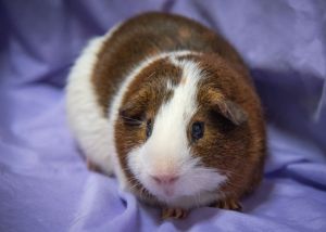 Chunky (Bonded with Atlas)