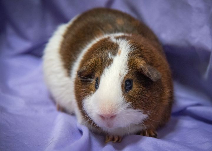 Chunky (Bonded with Atlas), an adopted Guinea Pig in Harrisburg, PA_image-1