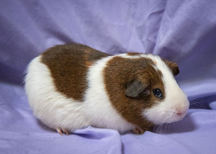 Chunky (Bonded with Atlas), an adopted Guinea Pig in Harrisburg, PA_image-3