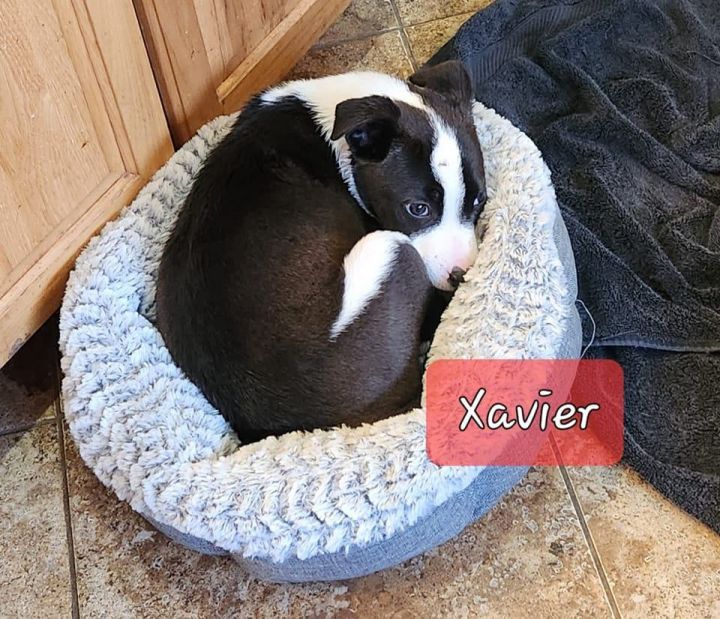 Xavier, an adoptable Terrier in Manhattan, KS_image-1