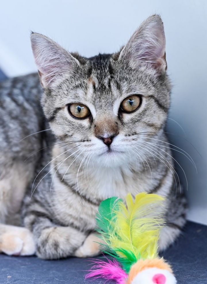 Syd, an adopted Manx & Domestic Short Hair Mix in Chattanooga, TN_image-2