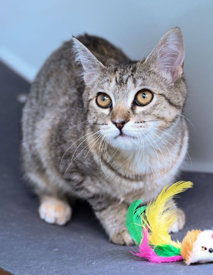 Syd, an adopted Manx & Domestic Short Hair Mix in Chattanooga, TN_image-3