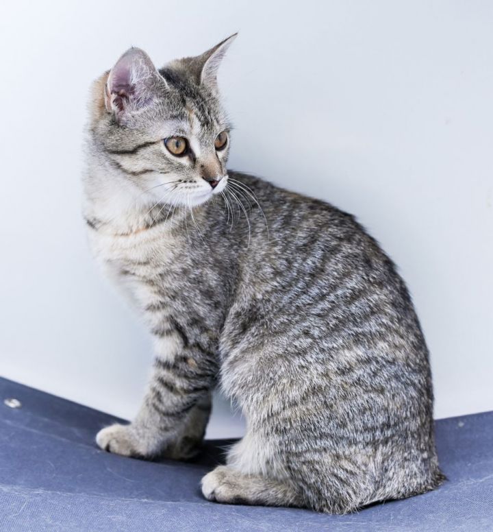 Syd, an adopted Manx & Domestic Short Hair Mix in Chattanooga, TN_image-5