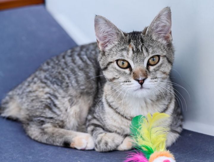 Syd, an adopted Manx & Domestic Short Hair Mix in Chattanooga, TN_image-1