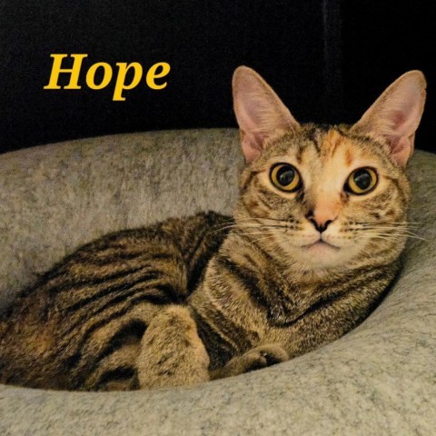 Hope, an adoptable Domestic Short Hair in HERNANDO, MS, 38632 | Photo Image 1