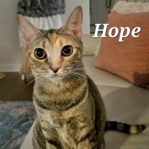 Hope, an adoptable Domestic Short Hair in HERNANDO, MS, 38632 | Photo Image 2