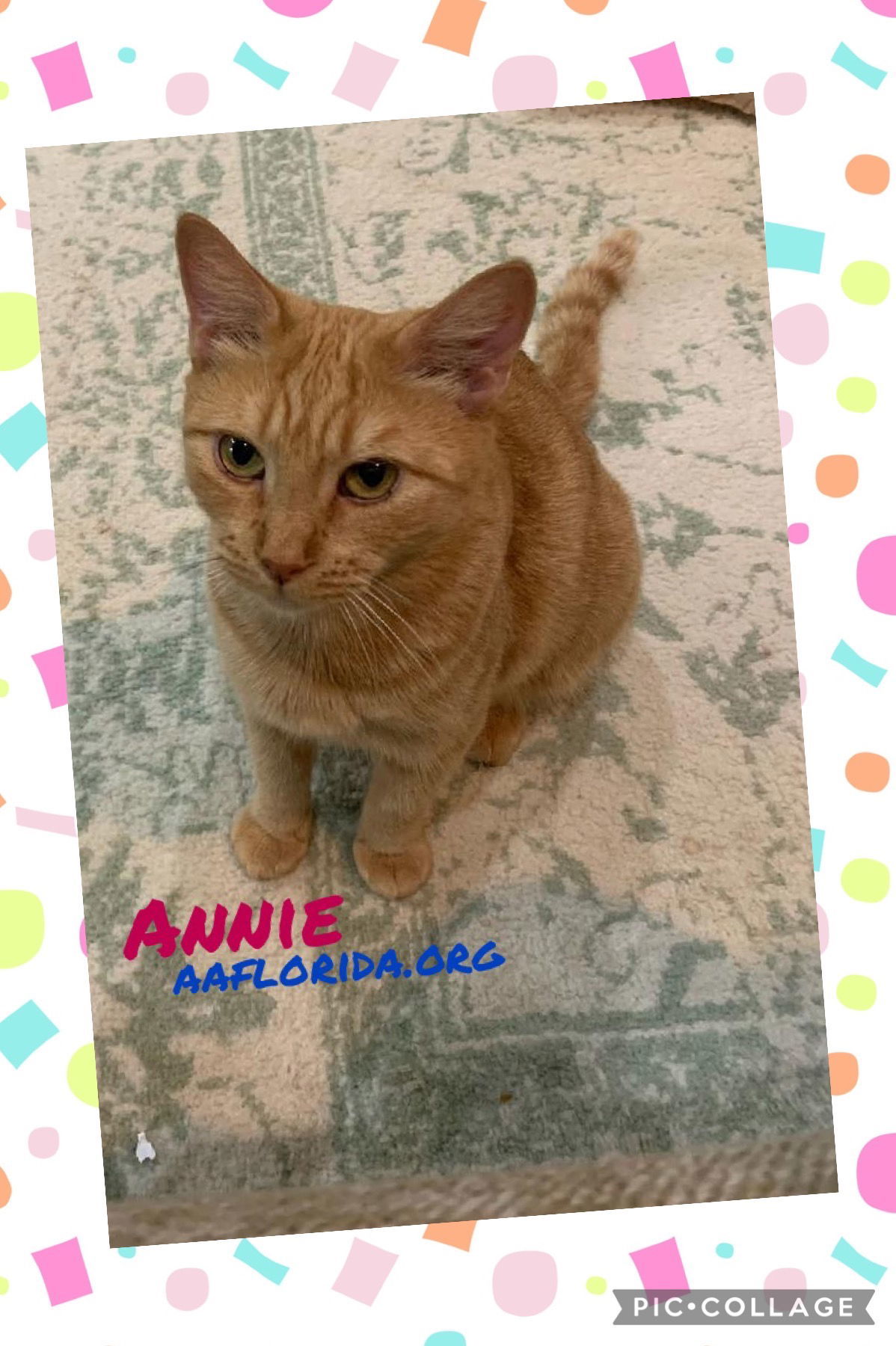 Annie, an adoptable Tabby, Domestic Medium Hair in Pensacola, FL, 32534 | Photo Image 1