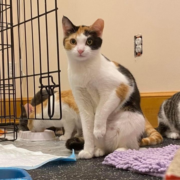 Cat for adoption Maple X Post a Calico Domestic Short Hair