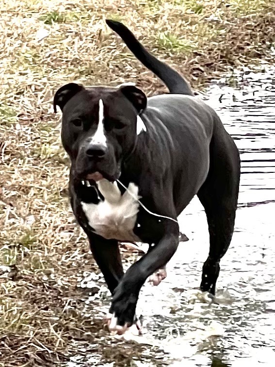 Alexa, an adoptable Pit Bull Terrier in Little Rock, AR, 72207 | Photo Image 1