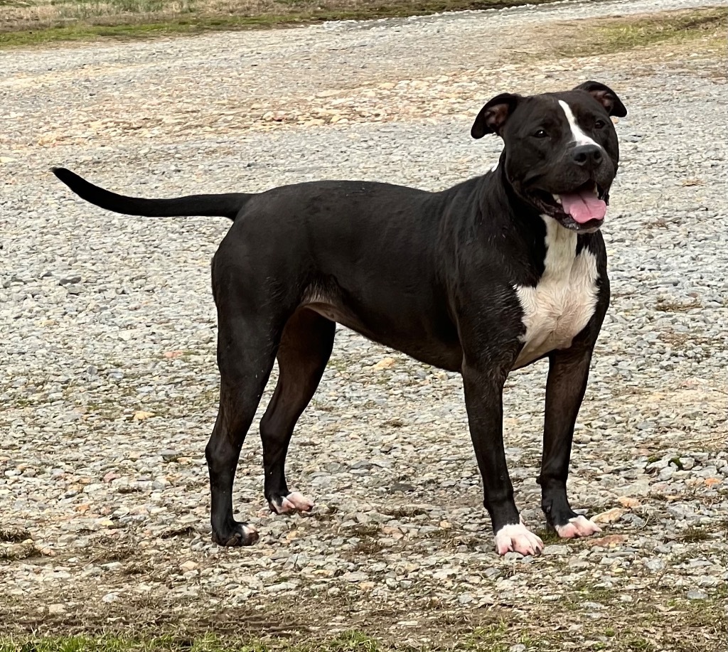 Alexa, an adoptable Pit Bull Terrier in Little Rock, AR, 72207 | Photo Image 1