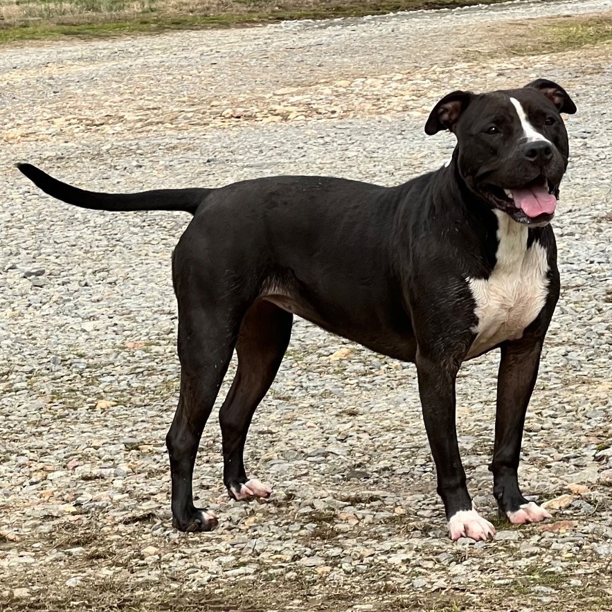 Alexa, an adoptable Pit Bull Terrier in Little Rock, AR, 72207 | Photo Image 1