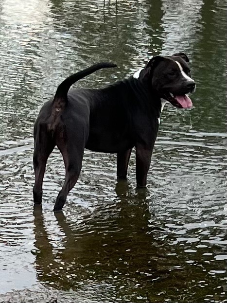 Alexa, an adoptable Pit Bull Terrier in Little Rock, AR, 72207 | Photo Image 3