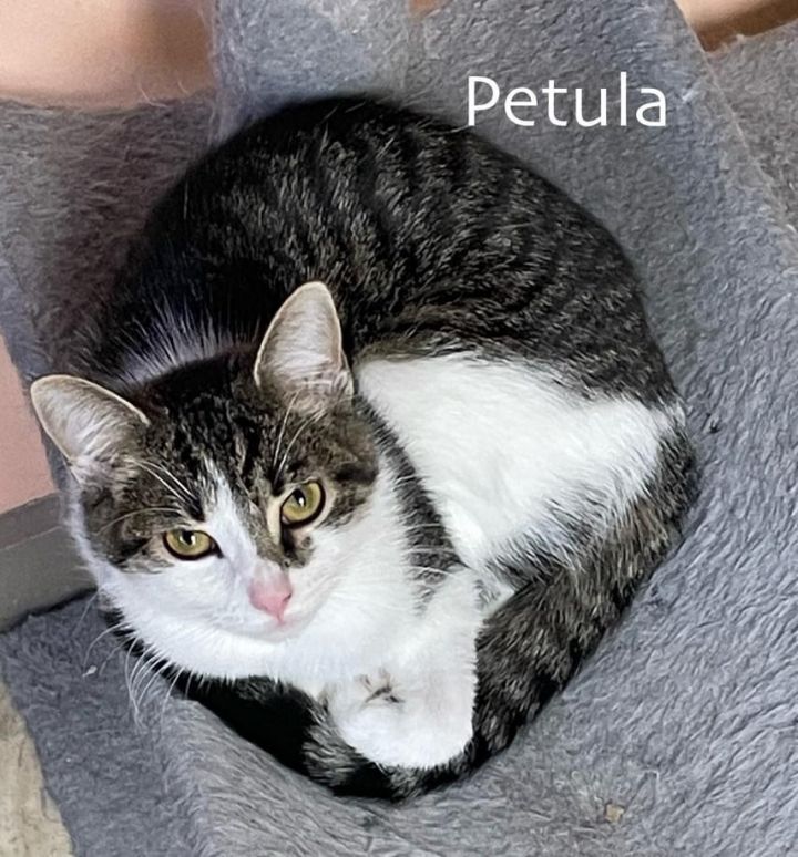 Petula 1