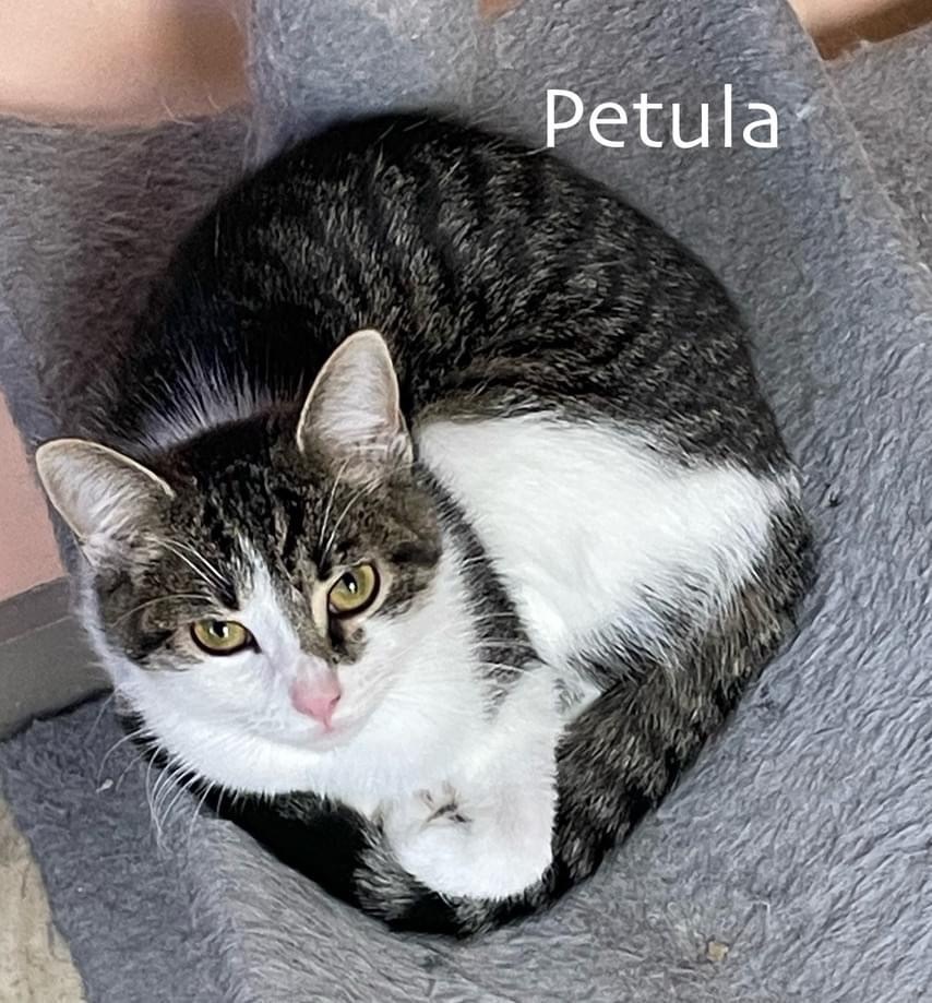 Petula, an adoptable Domestic Short Hair in Westfield, NY, 14787 | Photo Image 1