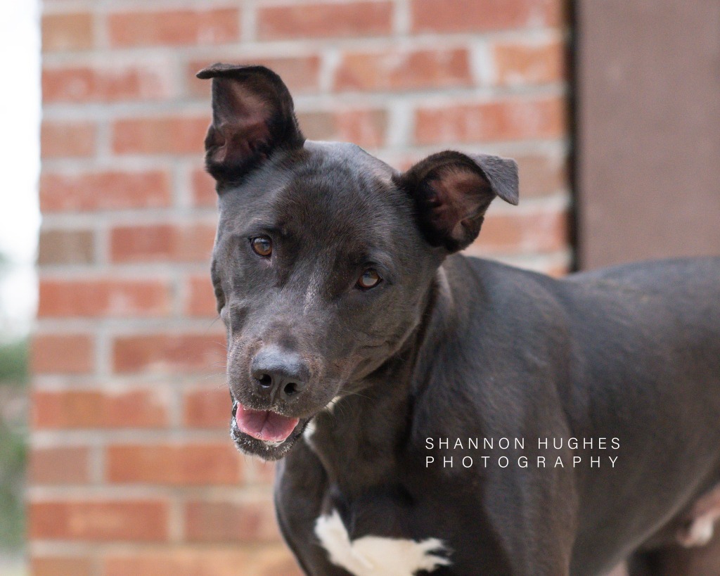 Rocky aka Ace, an adoptable Pit Bull Terrier, Labrador Retriever in Macon, GA, 31210 | Photo Image 1