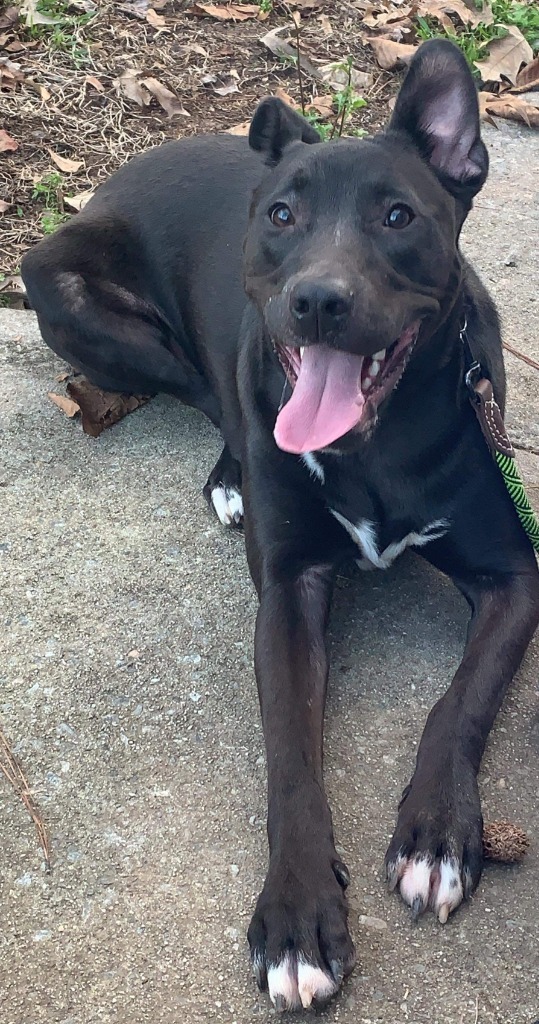 Rocky aka Ace, an adoptable Pit Bull Terrier, Labrador Retriever in Macon, GA, 31210 | Photo Image 2