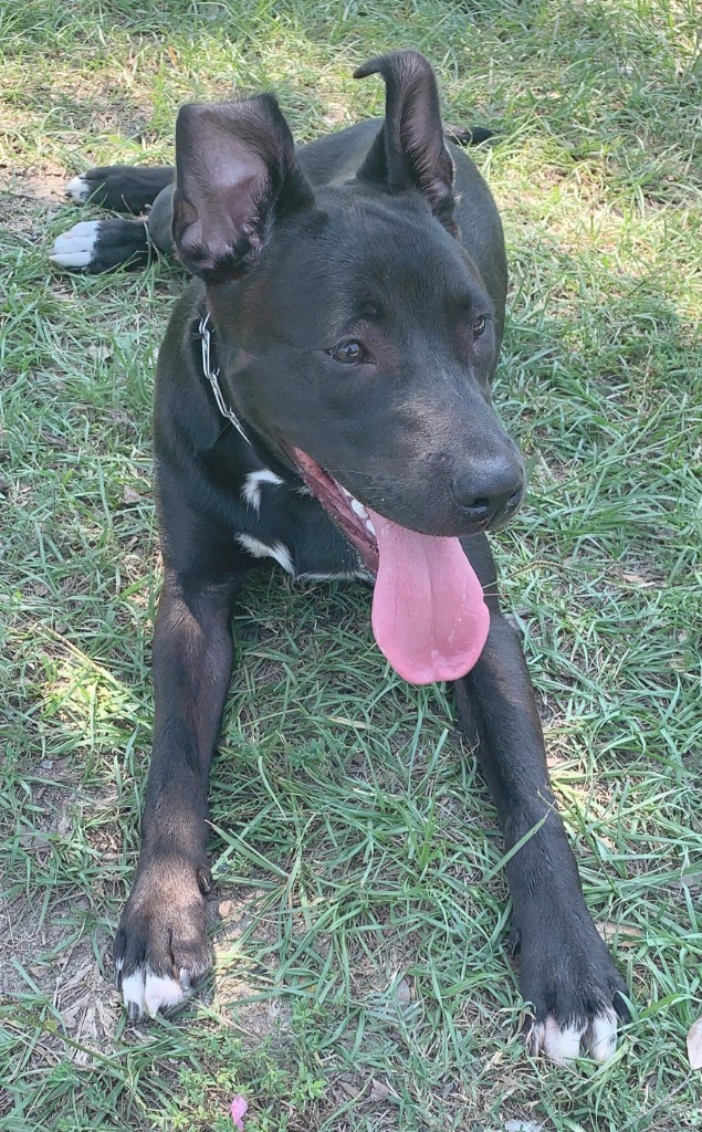 Rocky aka Ace, an adoptable Pit Bull Terrier, Labrador Retriever in Macon, GA, 31210 | Photo Image 3