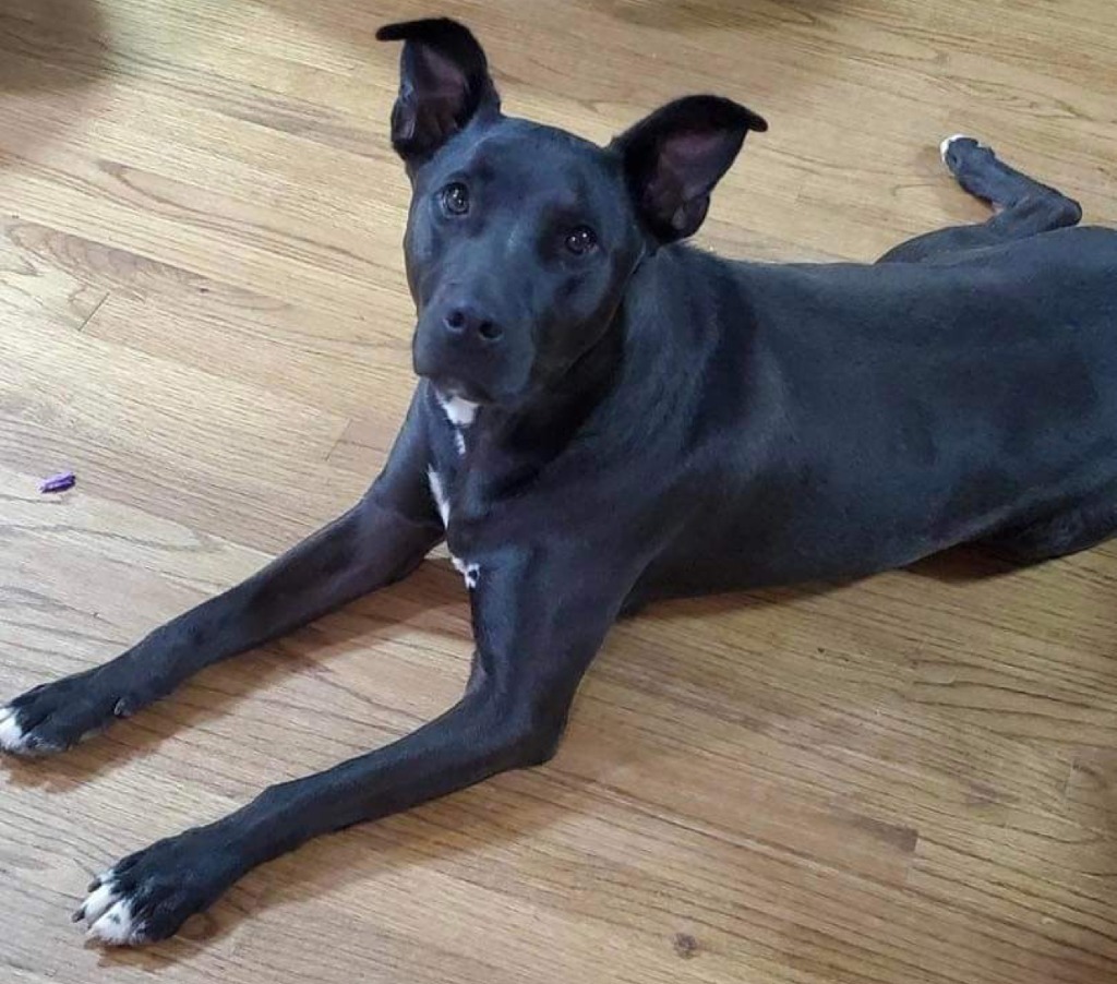 Rocky aka Ace, an adoptable Pit Bull Terrier, Labrador Retriever in Macon, GA, 31210 | Photo Image 4