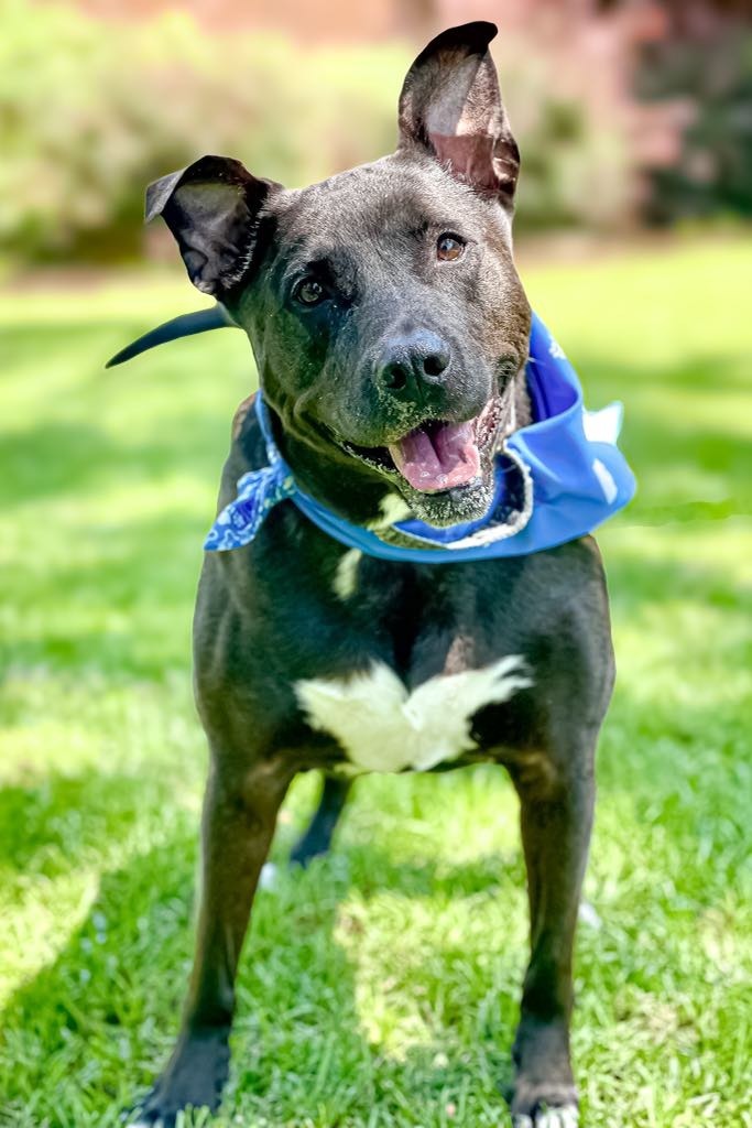 Rocky aka Ace, an adoptable Pit Bull Terrier, Labrador Retriever in Macon, GA, 31210 | Photo Image 4