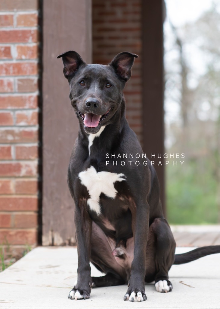 Rocky aka Ace, an adoptable Pit Bull Terrier, Labrador Retriever in Macon, GA, 31210 | Photo Image 5