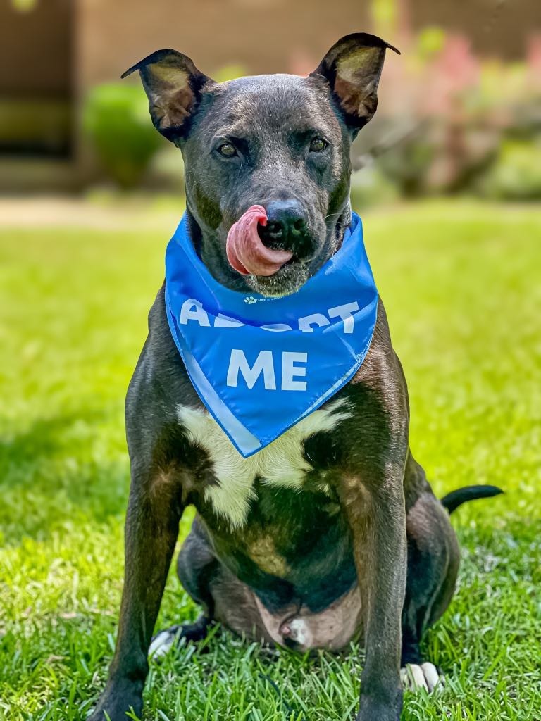 Rocky aka Ace, an adoptable Pit Bull Terrier, Labrador Retriever in Macon, GA, 31210 | Photo Image 5