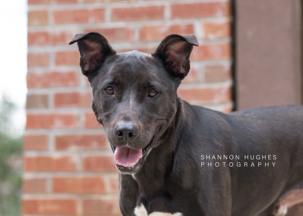 Rocky aka Ace, an adoptable Pit Bull Terrier, Labrador Retriever in Macon, GA, 31210 | Photo Image 6