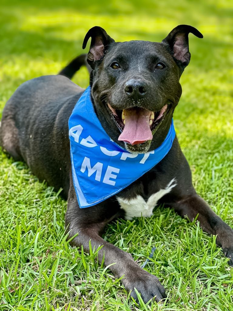 Rocky aka Ace, an adoptable Pit Bull Terrier, Labrador Retriever in Macon, GA, 31210 | Photo Image 6