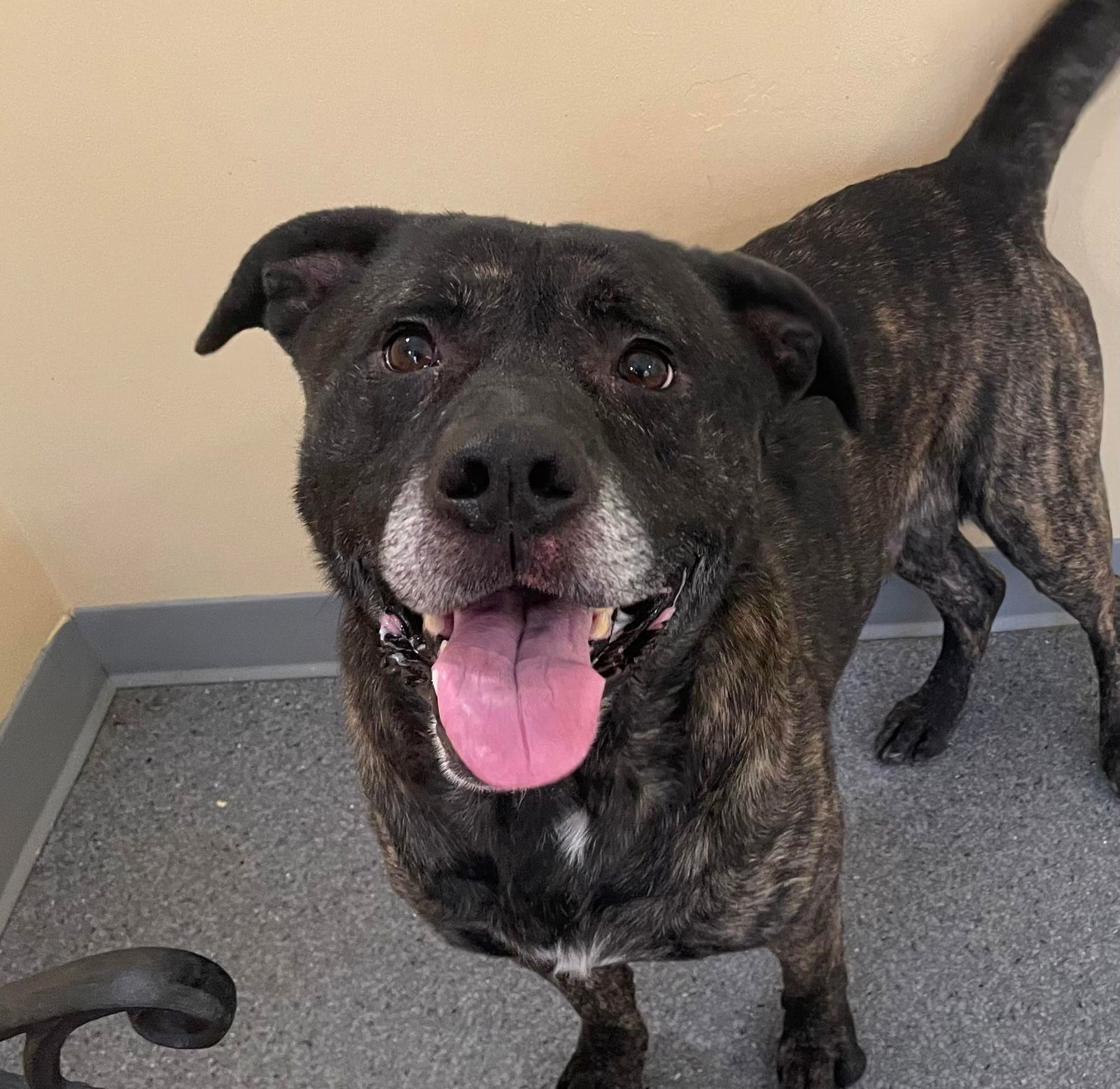 Bubba, an adoptable Pit Bull Terrier, Labrador Retriever in Covington, VA, 24426 | Photo Image 1