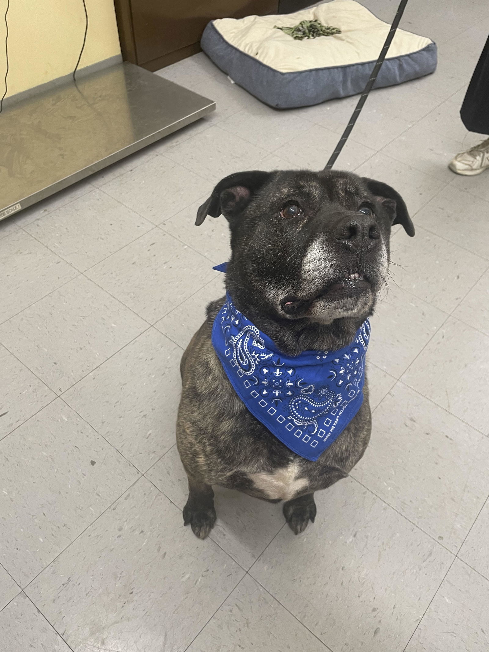 Bubba, an adoptable Pit Bull Terrier, Labrador Retriever in Covington, VA, 24426 | Photo Image 1
