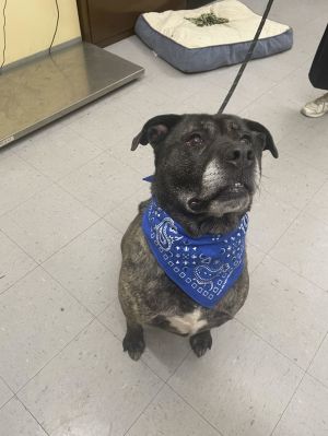 Bubba