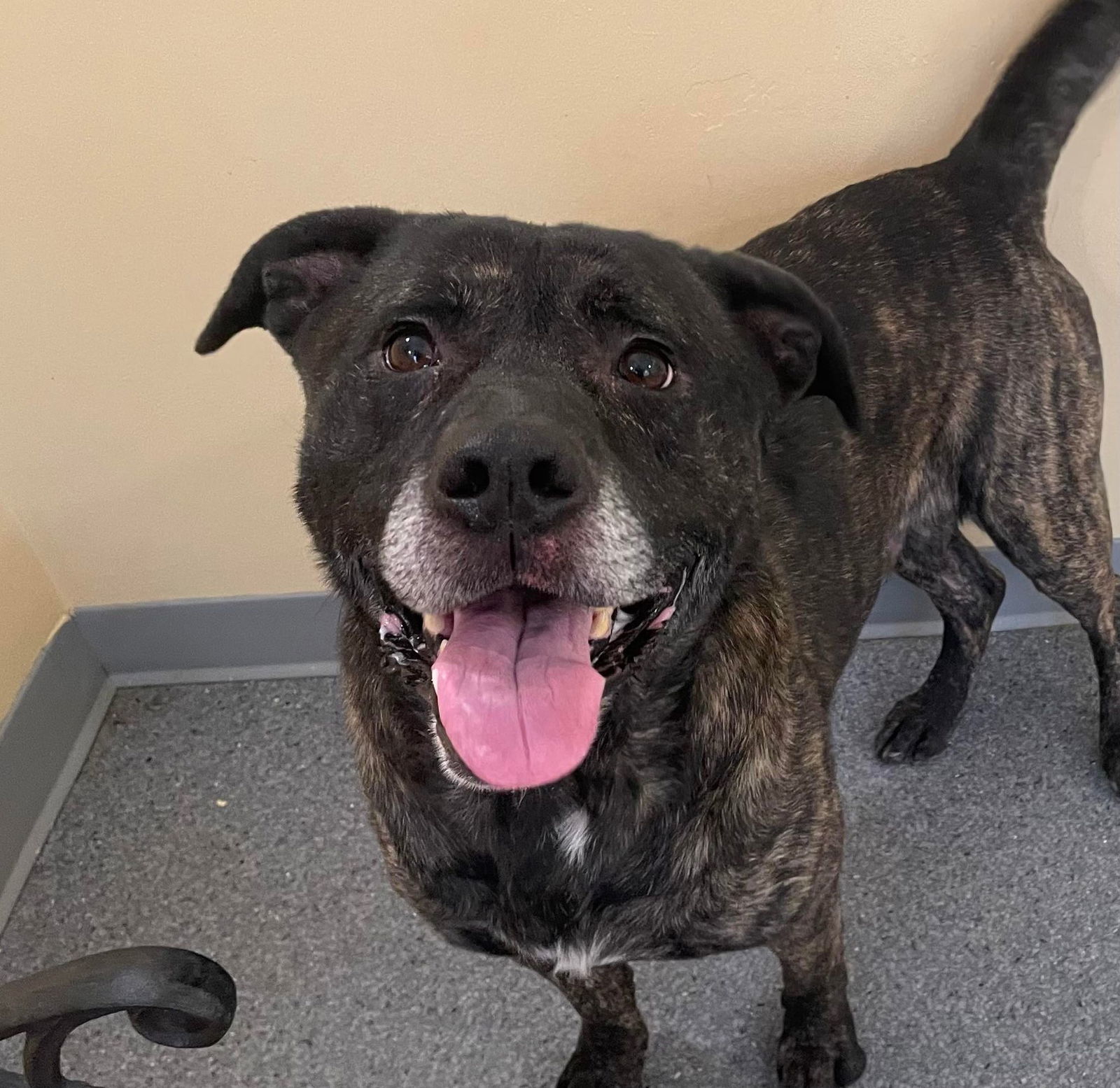 Bubba, an adoptable Pit Bull Terrier, Labrador Retriever in Covington, VA, 24426 | Photo Image 2