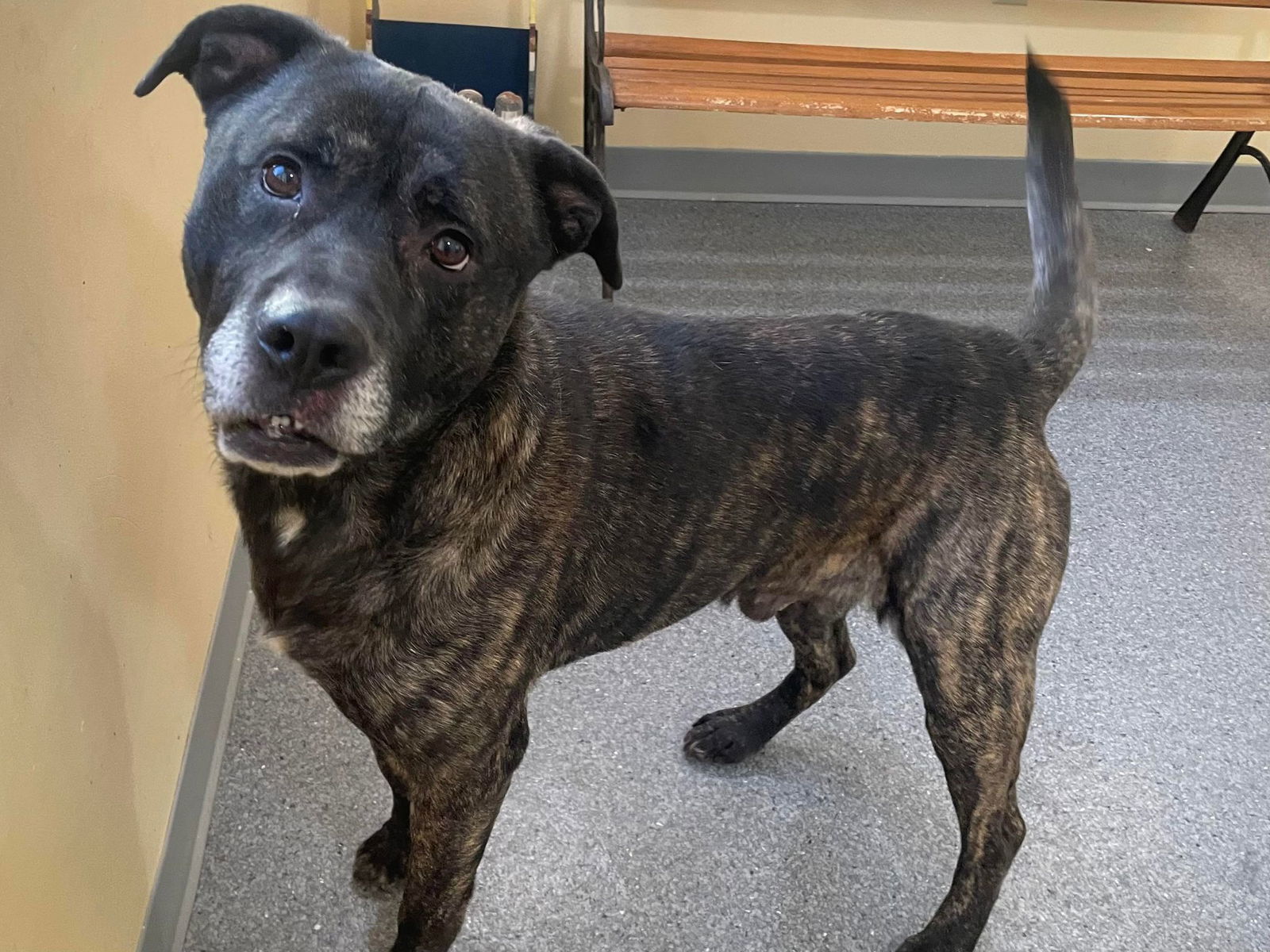 Bubba, an adoptable Pit Bull Terrier, Labrador Retriever in Covington, VA, 24426 | Photo Image 3