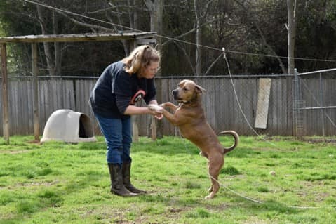 Remington, an adoptable Pit Bull Terrier, Hound in Shreveport, LA, 71119 | Photo Image 1