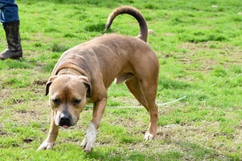 Remington, an adoptable Pit Bull Terrier, Hound in Shreveport, LA, 71119 | Photo Image 3