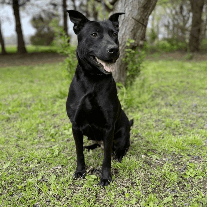 Black sales retriever mix