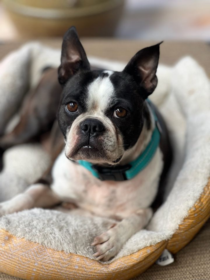 Valentino, an adoptable Boston Terrier in Van Vleck, TX_image-5
