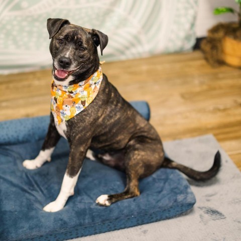 Barley (Sponsored), an adoptable Pit Bull Terrier, American Staffordshire Terrier in East Saint Louis, IL, 62205 | Photo Image 1