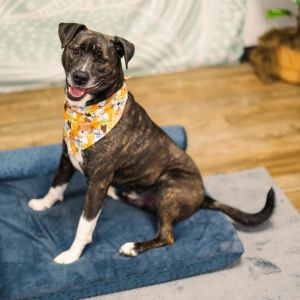 Barley (Sponsored), Adult Male Pit Bull Terrier