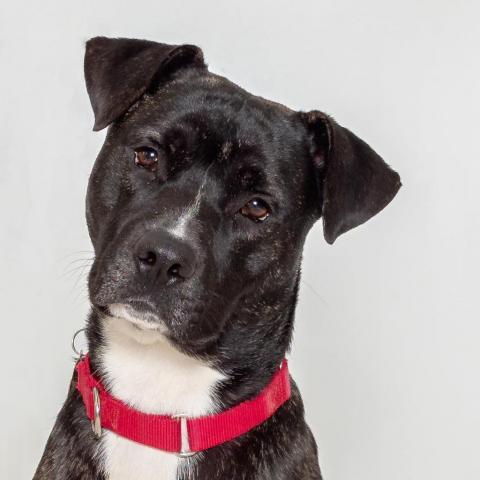 Barley (Sponsored), an adoptable Pit Bull Terrier, American Staffordshire Terrier in East Saint Louis, IL, 62205 | Photo Image 2