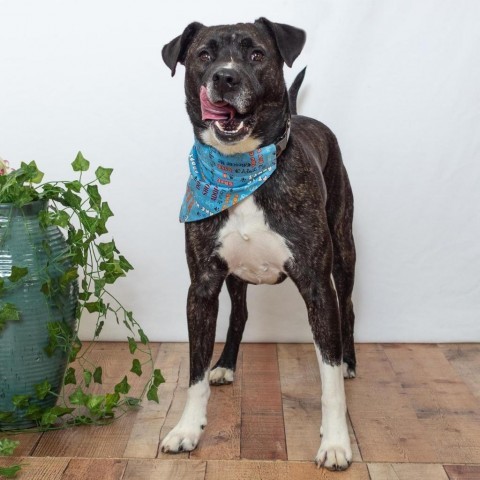 Barley (Sponsored), an adoptable Pit Bull Terrier, American Staffordshire Terrier in East Saint Louis, IL, 62205 | Photo Image 4