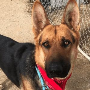 Dog for adoption - Aldo, a German Shepherd Dog in Agua Dulce, CA | Petfinder