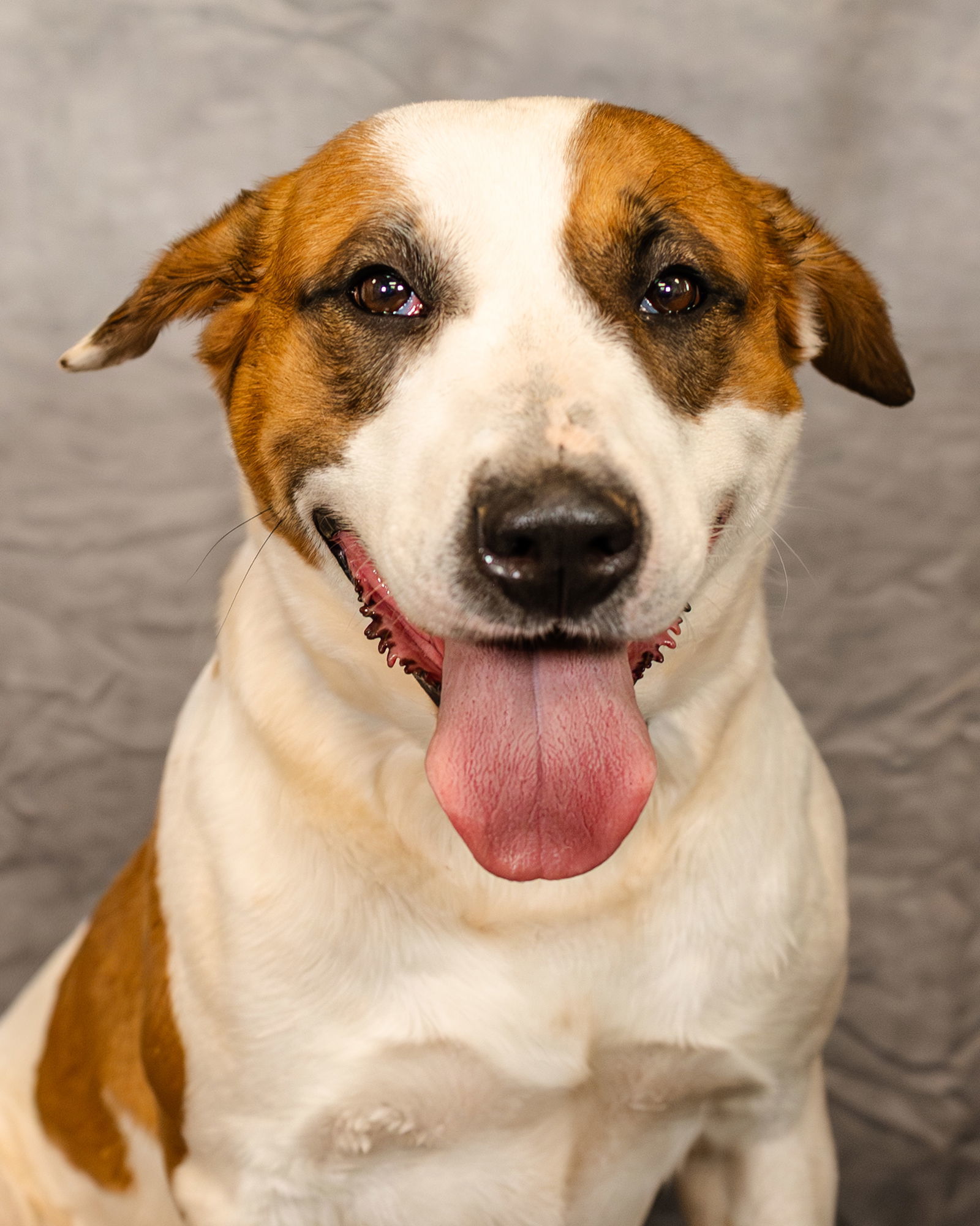 Marigold, an adoptable Pit Bull Terrier, American Staffordshire Terrier in Clinton, OK, 73601 | Photo Image 1