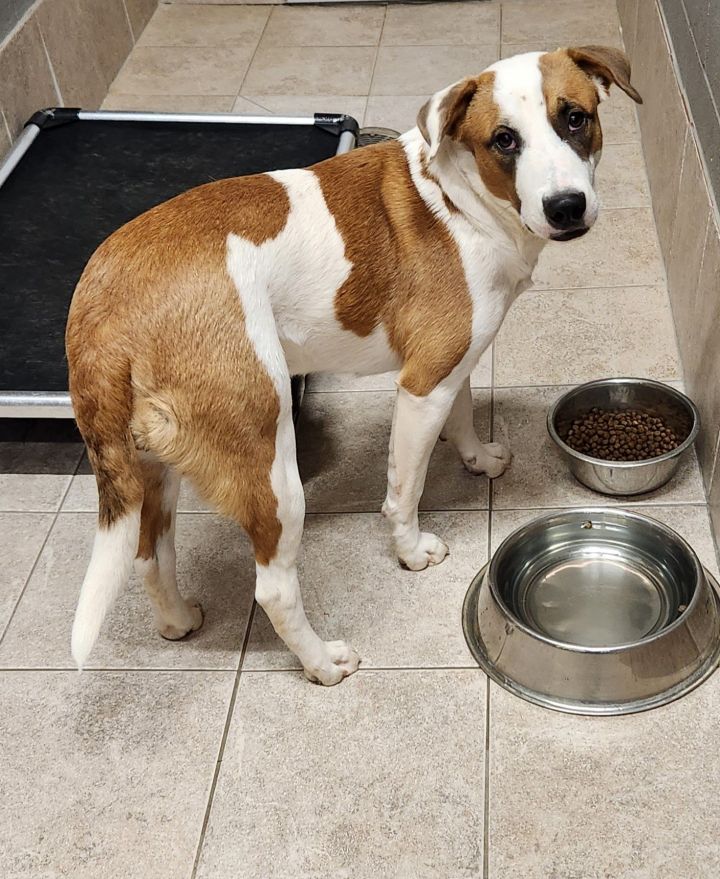 Marigold, an adoptable Pit Bull Terrier & Shepherd Mix in Clinton, OK_image-2