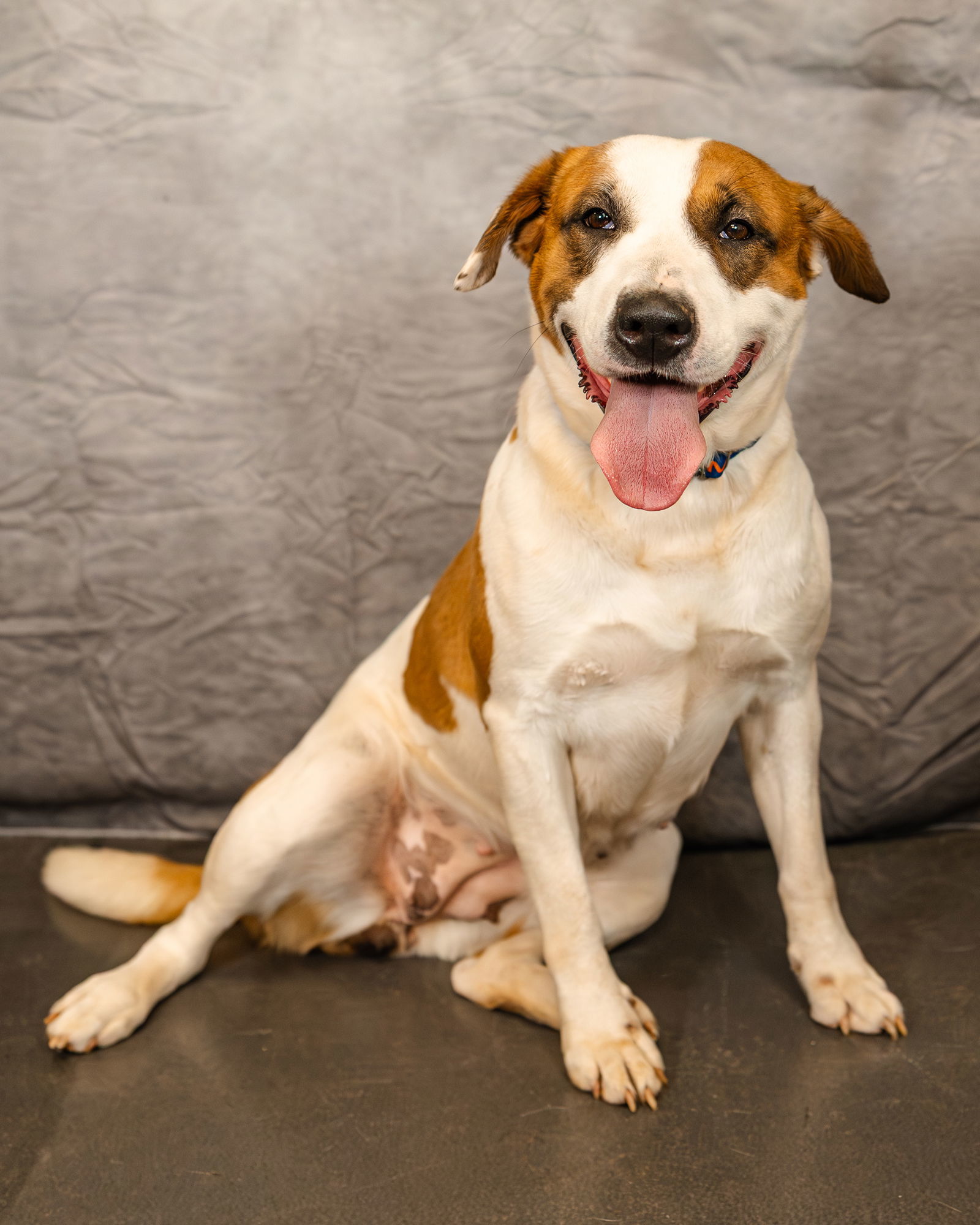 Marigold, an adoptable Pit Bull Terrier, American Staffordshire Terrier in Clinton, OK, 73601 | Photo Image 2