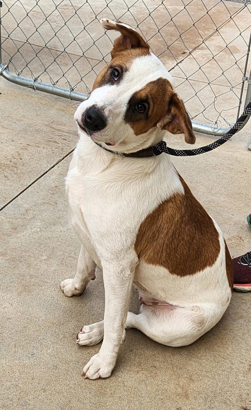 Marigold, an adoptable Pit Bull Terrier, American Staffordshire Terrier in Clinton, OK, 73601 | Photo Image 3