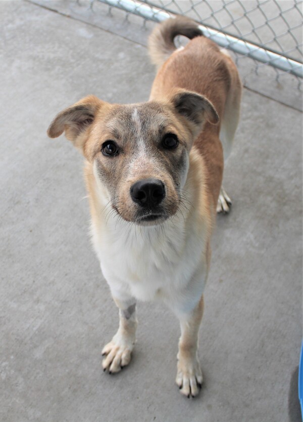 Butterball 37727, an adoptable Siberian Husky & Labrador Retriever Mix in Pocatello, ID_image-3