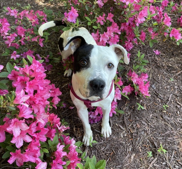 Spotz, an adoptable American Staffordshire Terrier Mix in Raleigh, NC_image-1